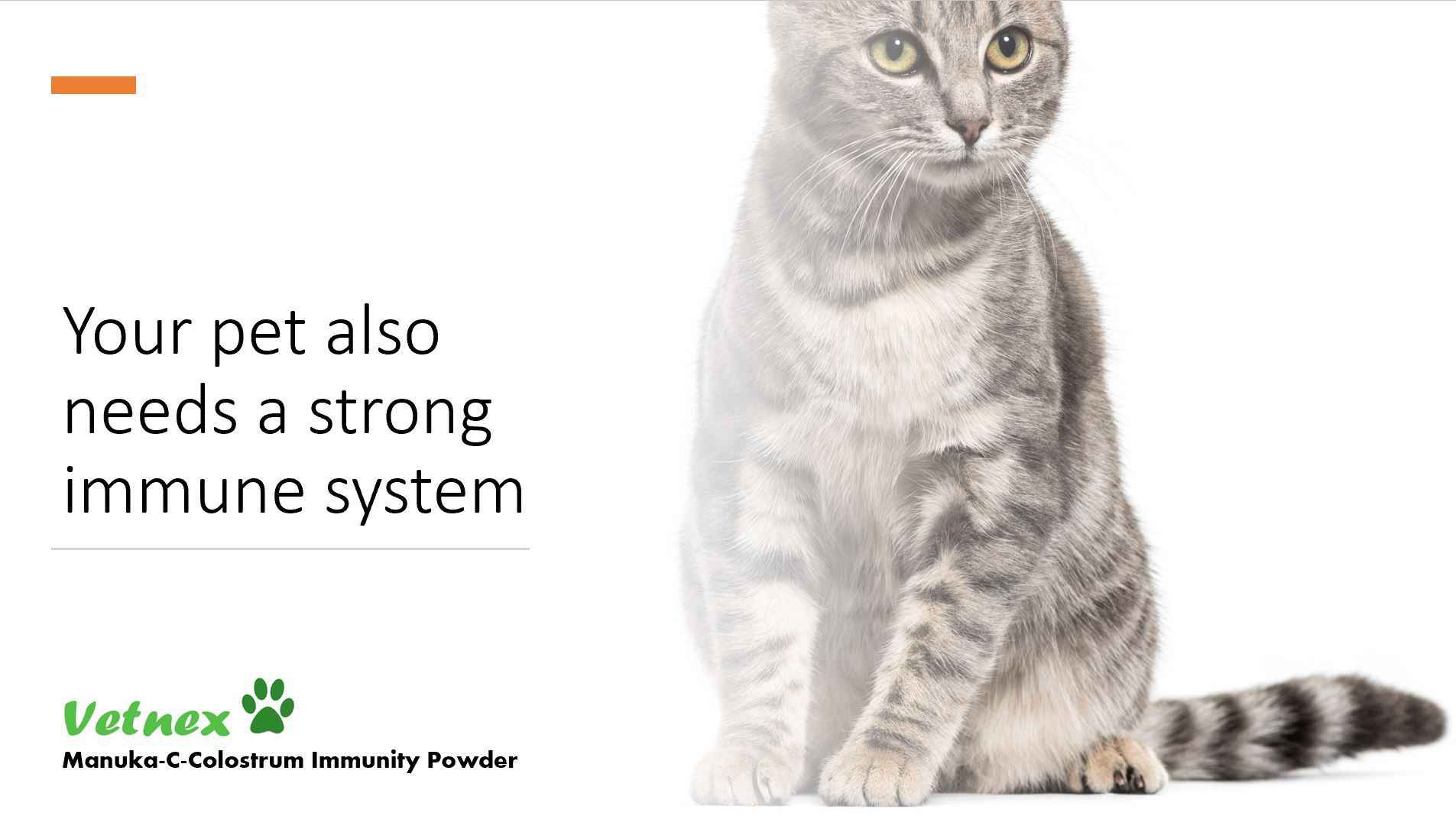 Your Pet Also Needs a Strong Immune System